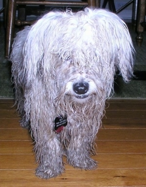 A long-haired white wet and muddy Havachon is standing on a hardwood floor