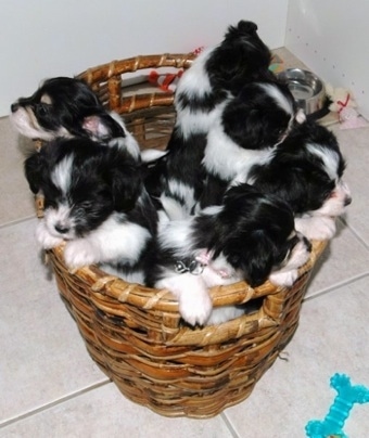 A litter of black and white Havallon puppies inside of a wicker basket