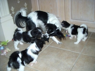 Three Havallon puppies surrounding an adult Papillon. The Papillon has a plush toy in its mouth. One of the puppies is biting the other end of the plush toy.