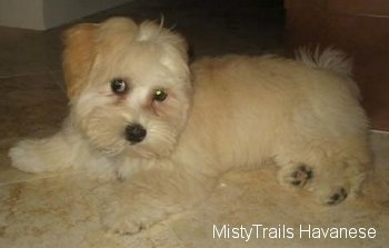 A cream Havanese puppy is laying on top of a tan rug with its head tilted to the right.