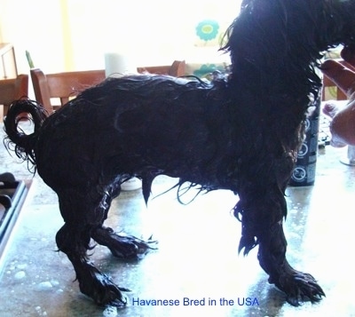 A Wet Havanese that is standing on a table
