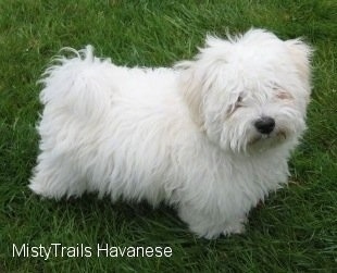 A white Havanese puppy is standing in grass and its coat is shaggy.