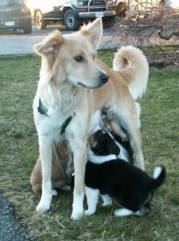 A Himalayan Sheepdog mix is standing in a lawn. There are five puppies under it nursing.