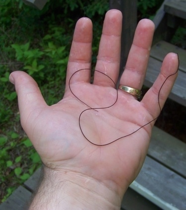 download finger horsehair worm in humans