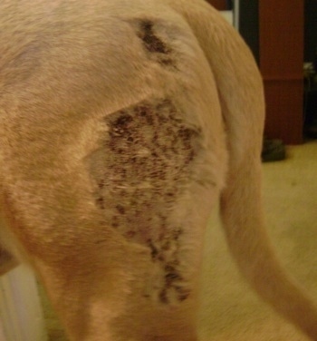 Close Up - The hind back leg of an English Mastiff with the scabby area shaved and the rust colored scabs showing