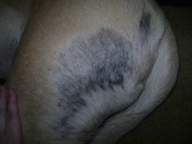 Close Up - The hind back leg of an English Mastiff with black patches over the fur that is growning back