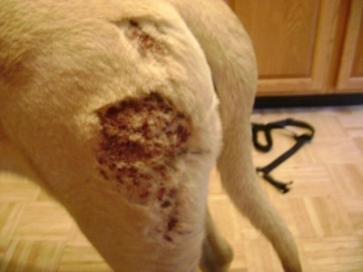 Close Up - The hind back leg of an English Mastiff with the scabby area shaved and the bloody red, rust colored scabs showing