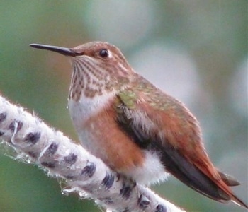 Hummingbird standing on a fuzzy tree branch