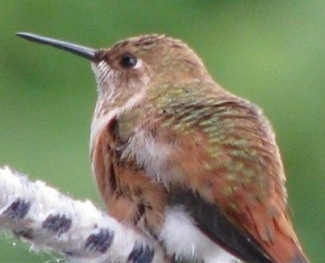 Close Up - Hummingbird looking into the distance