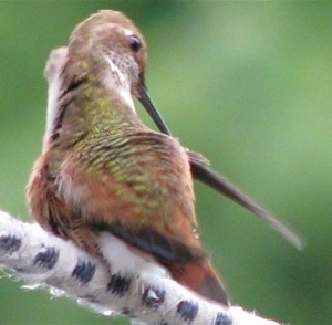 Hummingbird cleaning its long beck