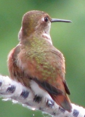 Hummingbird sitting on a fuzzy tree branchlooking at the bottom of the branch