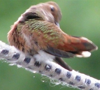 Hummingbird cleaning under its right wing