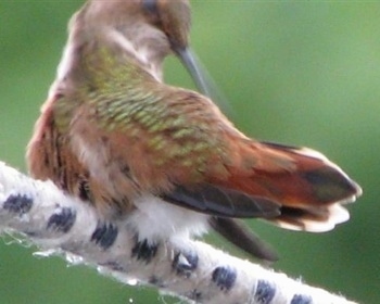 Hummingbird cleaning under both of its wings