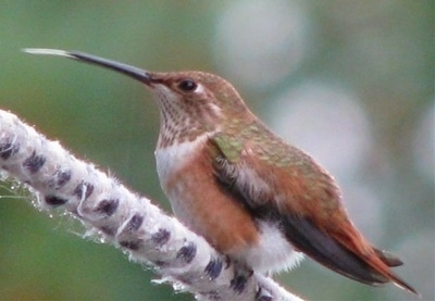 Right Profile - Hummingbird standing on a fuzzy tree branch