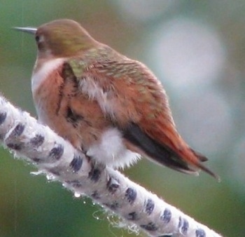 Hummingbird standing on a fuzzy tree branch looking into the distance