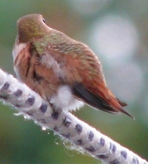 Right Profile - Hummingbird standing on a fuzzy tree branch looking to the right