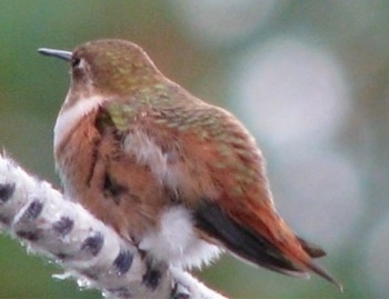 Hummingbird standing on a fuzzy tree branch looking to the right