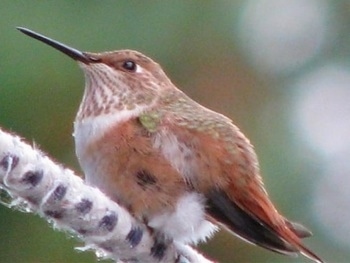 Hummingbird looking directly in front of it