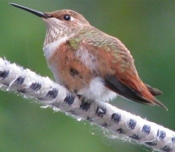 Close Up - Hummingbird standing on a fuzzy tree branch looking straight ahead