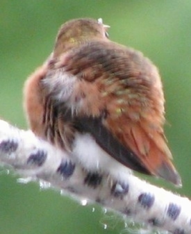 Back View of a Hummingbird on a fuzzy tree branch