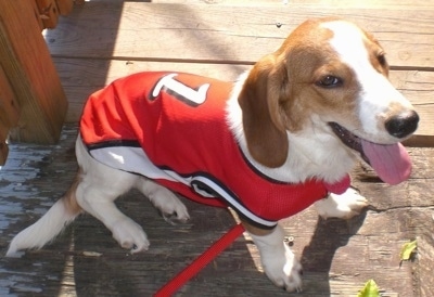 A white and brown Hush Basset is wearing a red, white and black jersey shirt sitting on a wooden deck. Its mouth is open and tongue is out