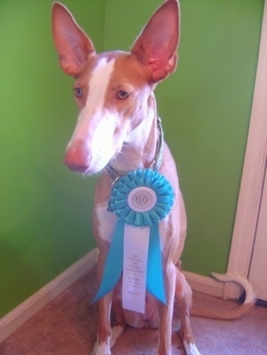 A tan and white Ibizan Hound is sitting on a carpe wearing a blue and white ribbon