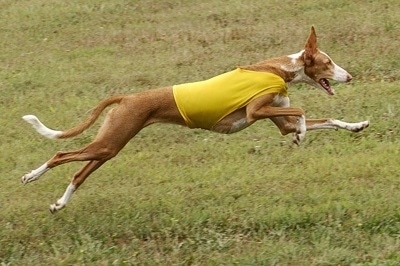 Action shot - A brown with white Ibizan Hound is wearing a yellow shirt in the middle of a run across a field.
