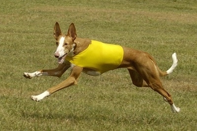 Action shot - A brown with white Ibizan Hound dog is wearing a yellow shirt running across a field.