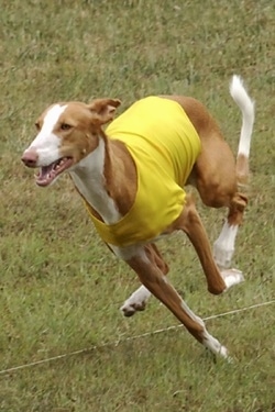 Action shot - A brown with white Ibizan Hound dog is wearing a yellow shirt is running across grass with its mouth open.
