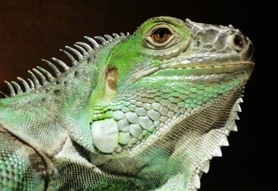 Close up head shot - The side of a green Iguana that is looking up and to the right.