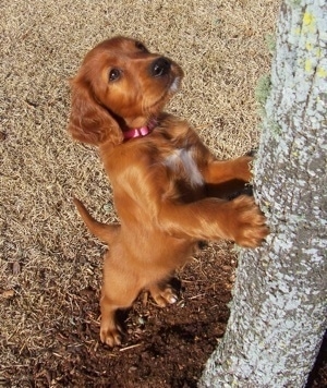 A red with white Irish Setter puppy is jumped up with its paws on a tree and looking up