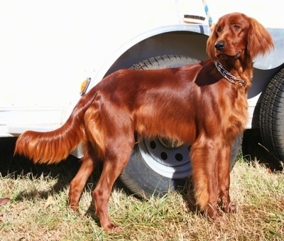 A red Irish Setter is standing on grass in front of a white trailer.