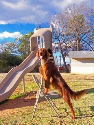 A red Irish Setter is wearing a prong collar with its front paws up on a medal folding chair with a large plastic sliding board and a tool shed behind it