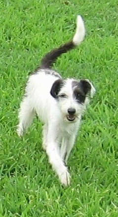 A white with gray Italian-Bichon is trotting across grass. Its mouth is open and its tail is up.
