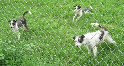 Three gray and white dogs are behind a chain link fence looking through it. Two are standing and one is laying down.
