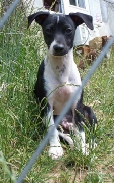A black with white Italian Greyhuahua is sitting in tall grass looking through a chain link fence