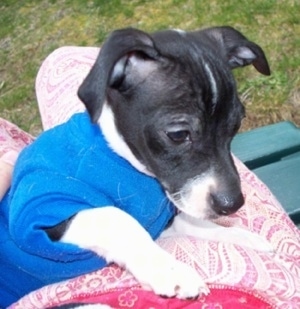A black with white Italian Greyhuahua is wearing a blue shirt laying in a red blanket in the lap of a lady