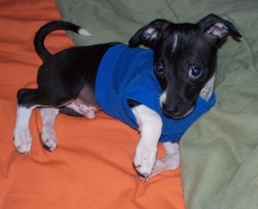 A small black with white Italian Greyhuahua puppy is wearing a royal blue shirt laying on a bed that has an orange blanket and a green blanket on it.