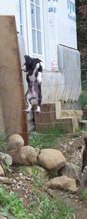 A black and white Italian Greyhuahua is activly climbing over the top of a wire fence with a house under construction behind it.