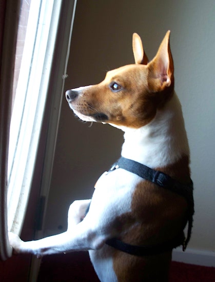 A white with tan Jack-Rat Terrier is jumped up against a window sill and looking out