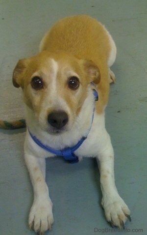 A white with tan Jack Russell Terrier wearing a blue harness laying on a painted gray wood floor