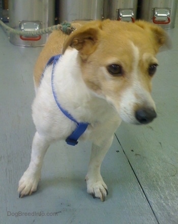 A white with tan Jack Russell Terrier wearing a blue harness with a leash connected to it with silver medal tubes in the background