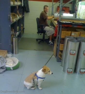 A white with tan Jack Russell Terrier tied to his owners work bench as his owner works behind him at an industrial building