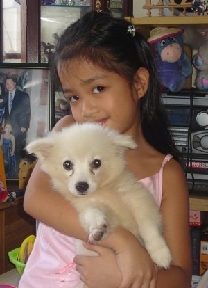 Japanese Spitz Dog Breed Pictures 1