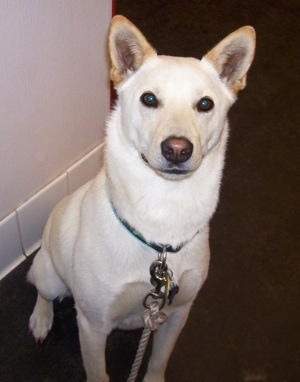 A white with tan Jindo is sitting on a carpet and there is a corner of a white wall behind it