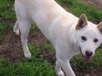 A white with tan Jindo is walking across grass and its mouth is open as it looks up at the camera