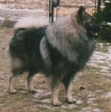 A Keeshond is standing in grass and patches of snow with a chain link fence behind it. 