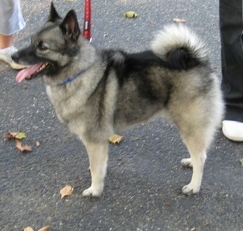 The left side of a black, grey and white Norwegian Elkhound standing on a blacktop surface looking to the left panting.