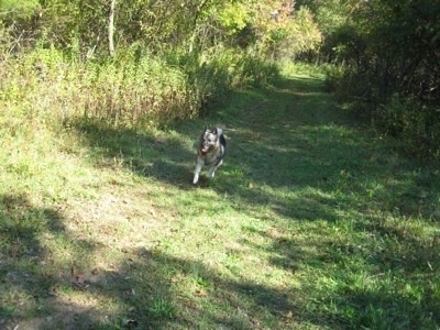 A black, grey and white Norwegian Elkhound is running across a grassy path in the woods.