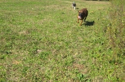 A black, grey and white Norwegian Elkhound is running behind a brindle Boxer that is running across a field.